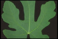 318053 Big Fig A4 Photo Print