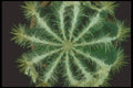 318054 Pinwheel Pincushion A4 Photo Print