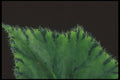 318055 Rex Begonia A4 Photo Print