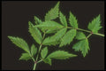 318056 Astilbe A4 Photo Print