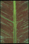 318057 Brown Sori A4 Photo Print