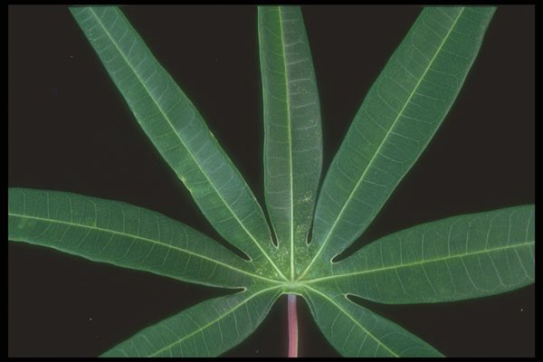 318058 Cassava A4 Photo Print