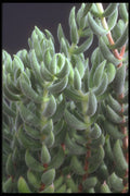 318060 Delosperma A4 Photo Print