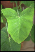 318061 Spearhead A4 Photo Print