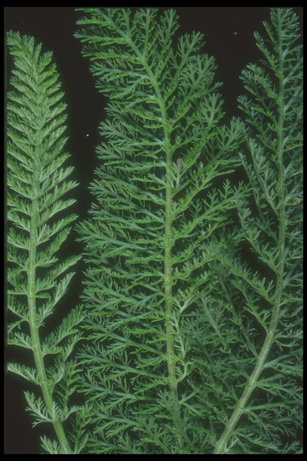 318062 Yarrow A4 Photo Print