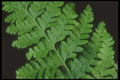 318063 Leather Fern A4 Photo Print