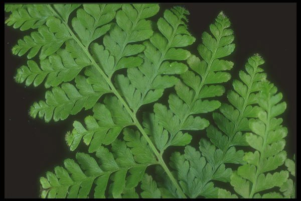 318063 Leather Fern A4 Photo Print