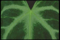 318064 Fingers A4 Photo Print