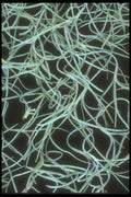 318065 Spanish Moss A4 Photo Print