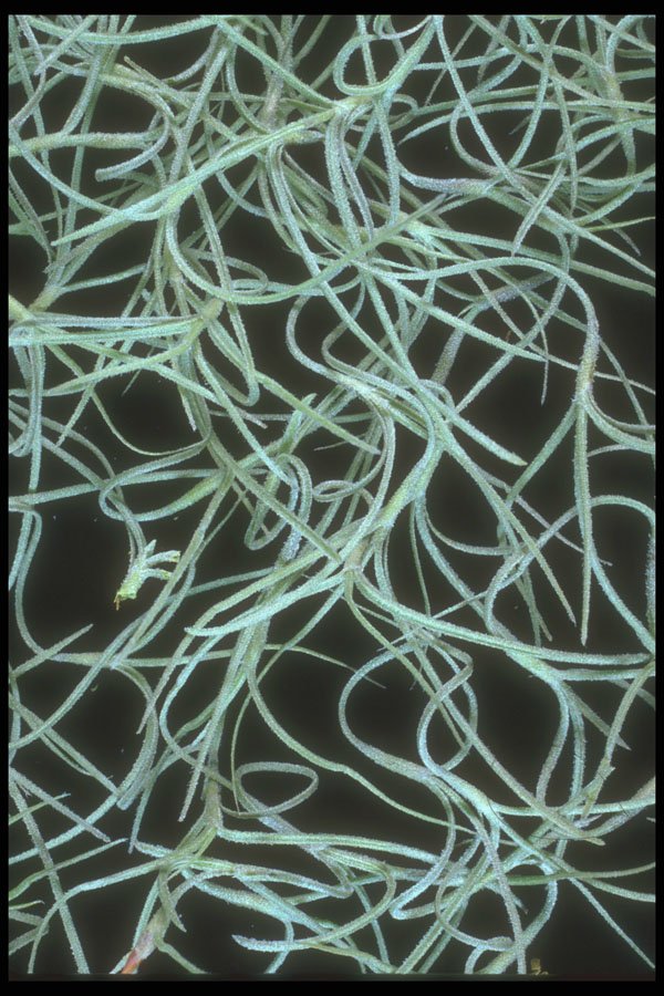 318065 Spanish Moss A4 Photo Print
