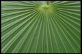 318066 Fandango A4 Photo Print