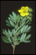318067 Cinquefoil A4 Photo Print