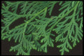 318069 Cedar A4 Photo Print