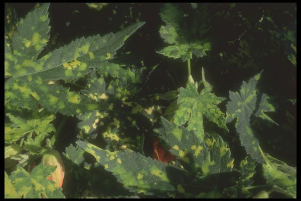 318070 Mystic Foliage A4 Photo Print