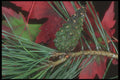 318071 Pine And Maple A4 Photo Print