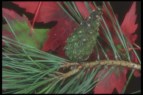 318071 Pine And Maple A4 Photo Print