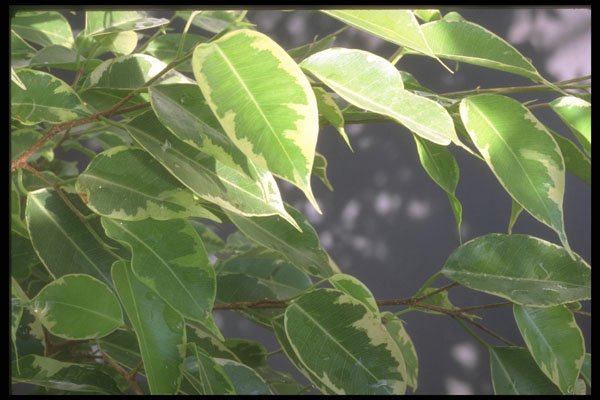 318072 Variegated Benjamina A4 Photo Print