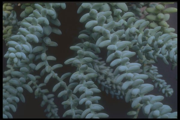 318073 Succulent A4 Photo Print
