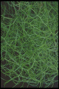 318074 Green Ropes A4 Photo Print