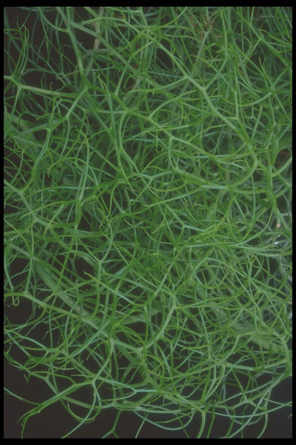 318074 Green Ropes A4 Photo Print
