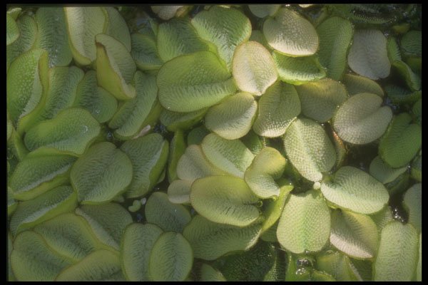 318075 Water Lily A4 Photo Print