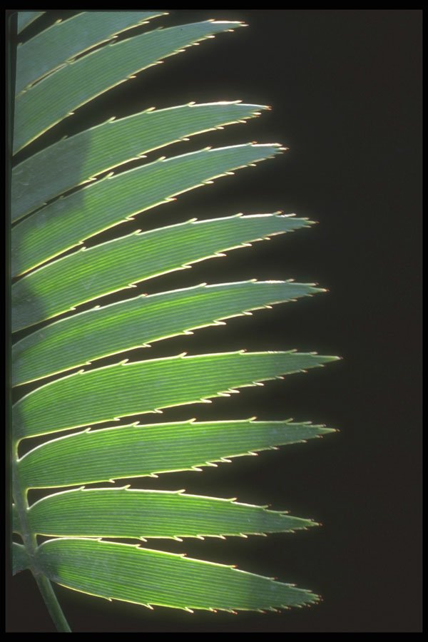 318076 Spiky Cicada A4 Photo Print