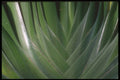 318077 Clivia A4 Photo Print