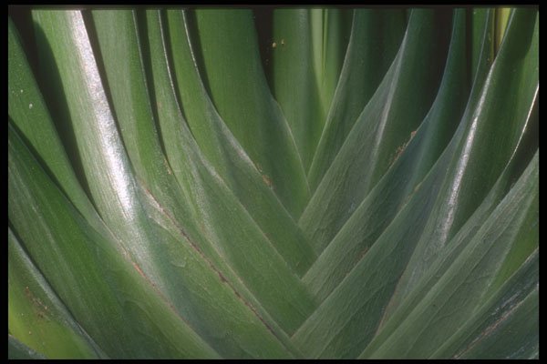 318077 Clivia A4 Photo Print
