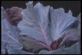 318078 Purple Cabbage A4 Photo Print