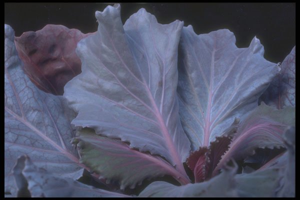318078 Purple Cabbage A4 Photo Print
