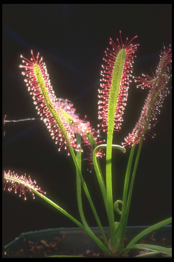 318079 Cape Sundew A4 Photo Print