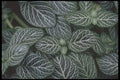 318080 Nerve Plant A4 Photo Print