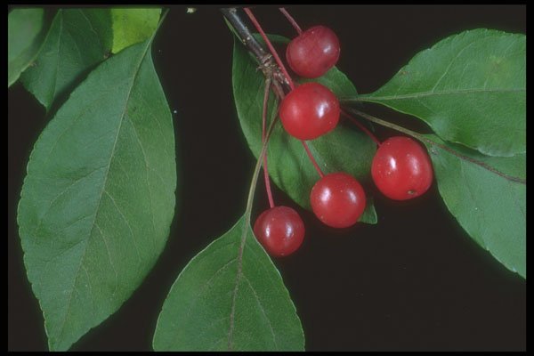 318081 Ornamental Crab Tree A4 Photo Print