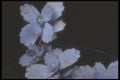 318082 Purple Kalanchoe A4 Photo Print