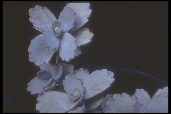 318082 Purple Kalanchoe A4 Photo Print