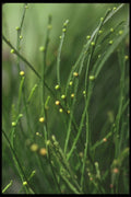 318083 Psilotum A4 Photo Print