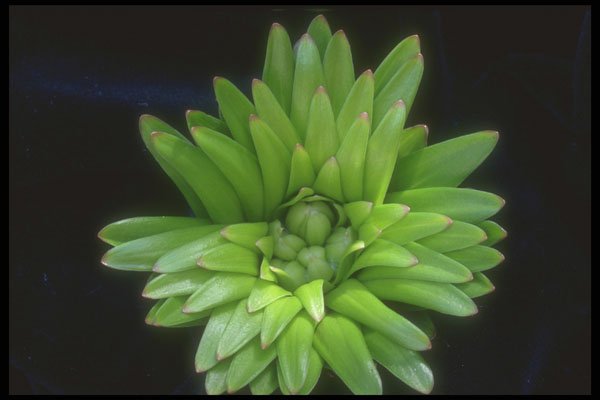 318084 Budding Lily A4 Photo Print