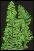 318085 Sword Fern A4 Photo Print