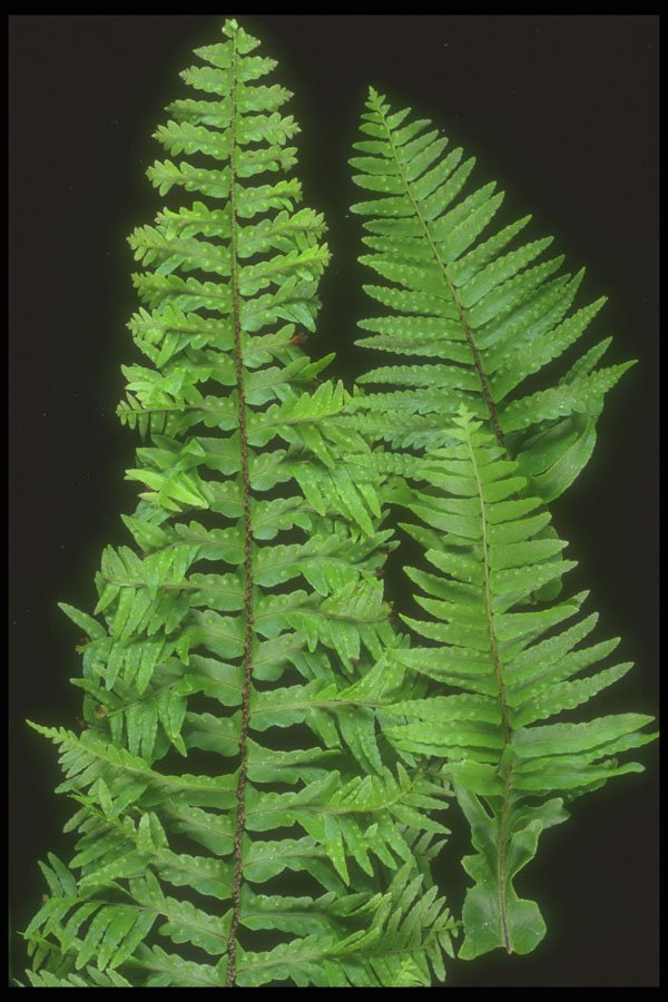 318085 Sword Fern A4 Photo Print