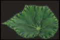 318086 Begonia A4 Photo Print