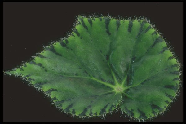318086 Begonia A4 Photo Print