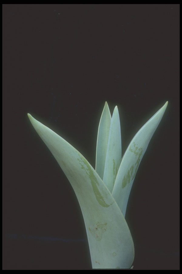 318087 Tulip A4 Photo Print