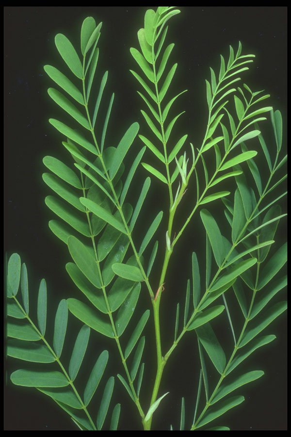 318089 Tamarindus A4 Photo Print