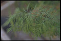 318090 Dill A4 Photo Print