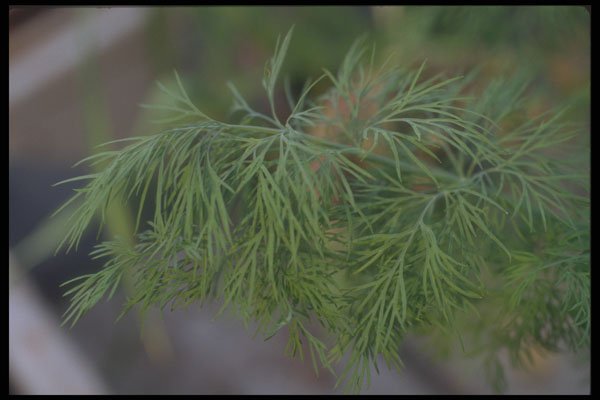 318090 Dill A4 Photo Print
