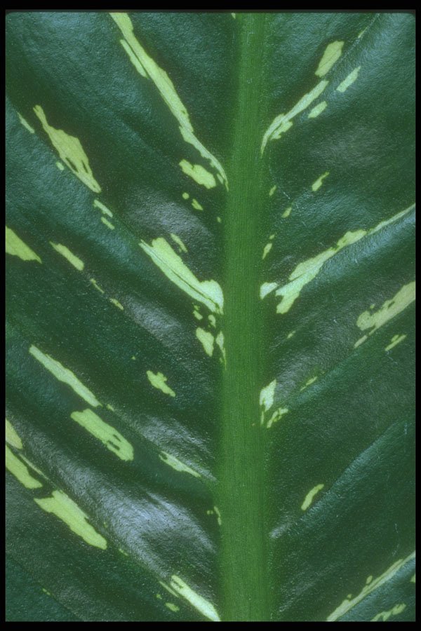 318091 Diefenbachia A4 Photo Print