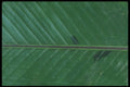 318092 Banana Up A4 Photo Print