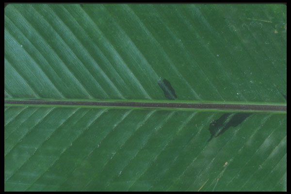 318092 Banana Up A4 Photo Print