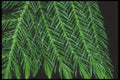 318093 Norfolk Shade A4 Photo Print