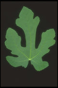 318094 Whole Fig A4 Photo Print